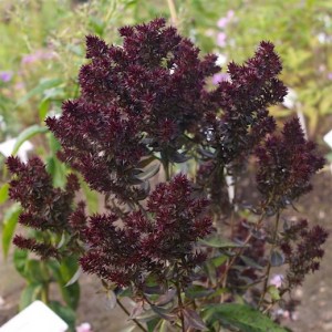 Флокс Phlox Blind Lion